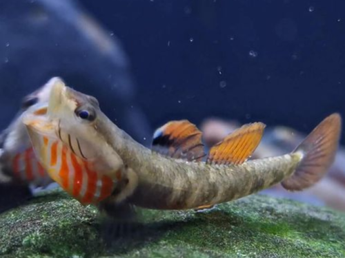 <em>Rhinogobius Duospilus</em> White Cheek Goby