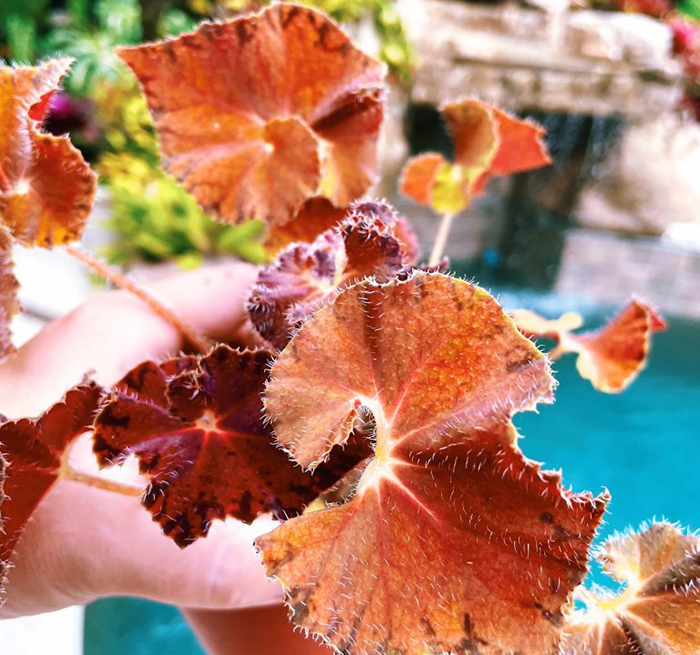 Begonia-var-peter-piper-768x1024