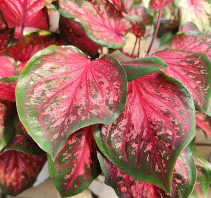 Caladium-bicolor-Scarlet-Flame--768x576