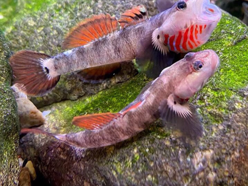 <em>Rhinogobius Duospilus</em> White Cheek Goby