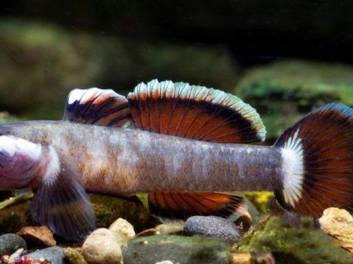 Rhinogobius Cf. Zhoui Classic New Red/New Red Complex