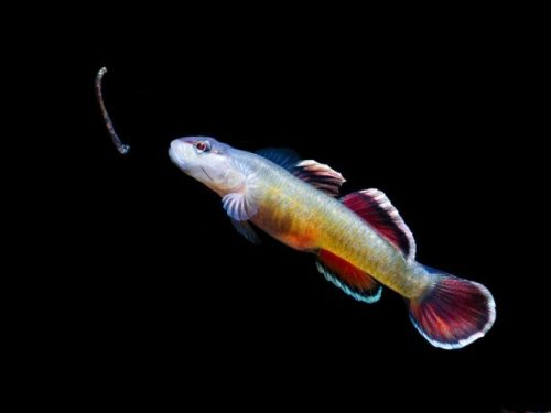 Rhinogobius Cf. Zhoui Classic New Red/New Red Complex