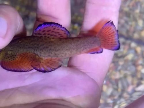Pseudogastromyzon Laticeps Purple Fin/Type 3