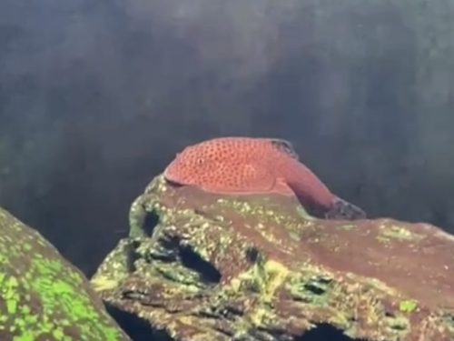 Beaufortia Kweichowensis Red/Diecai District, Guilin A+/S Grade