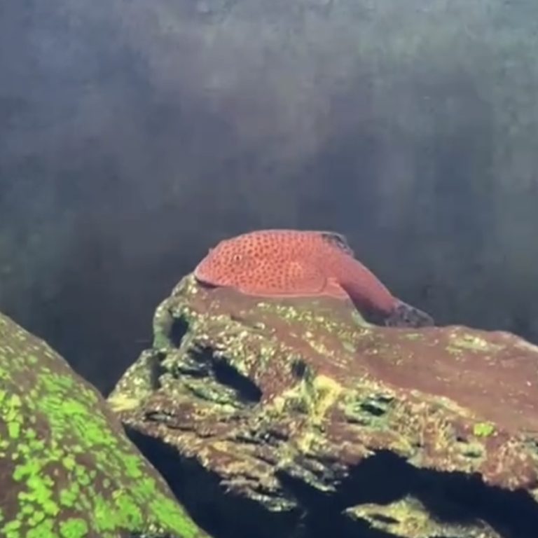 Beaufortia Kweichowensis Red-Diecai DistrictGuilinASGrade