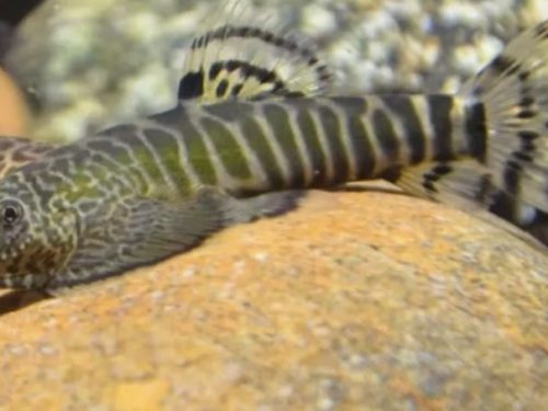 Beaufortia Viridis Type 2/Jade Empire/Wuming