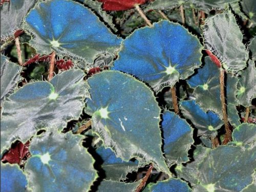 Begonia Var. Micro Mo