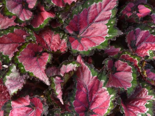 Begonia rex Cherry Fields