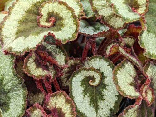 Begonia rex Escargot
