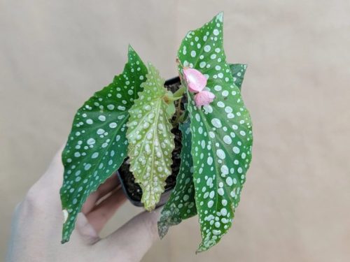 Begonia Var. Double Dot