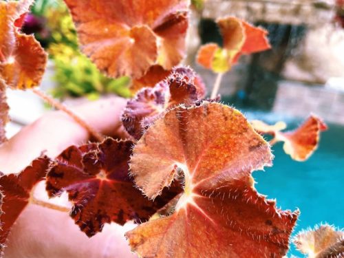 Begonia Var. Peter Piper