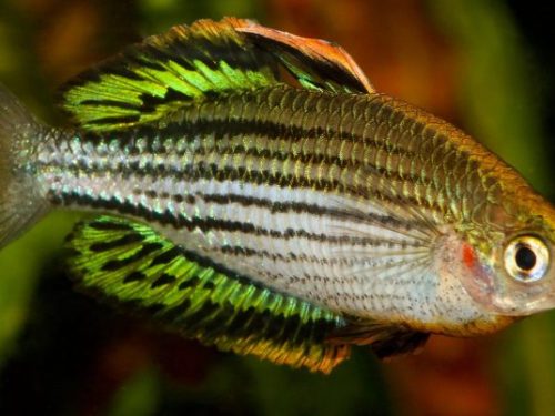 Melanotaenia Sahulensis Skull Creek