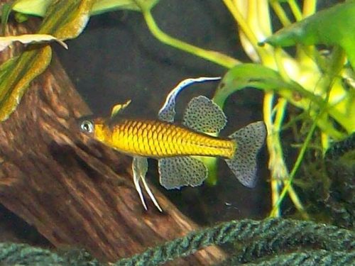 Pseudomugil Cf. Gertrudae Gold Longfin/Mark Nicholson Line