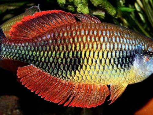 Melanotaenia Sp. Kali Datu