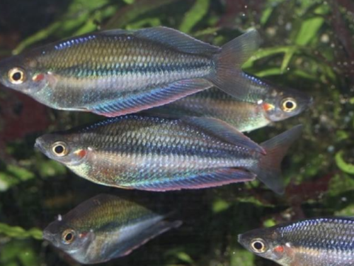 Melanotaenia Sp. Kali Jakora