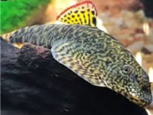 Myers’ Redfin Hillstream Loach