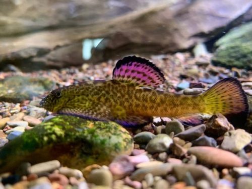 Pseudogastromyzon Laticeps Purple Fin/Type 3