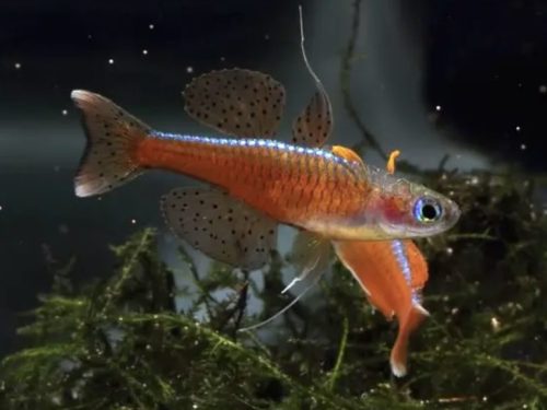 Pseudomugil Luminatus Sp. Red Neon