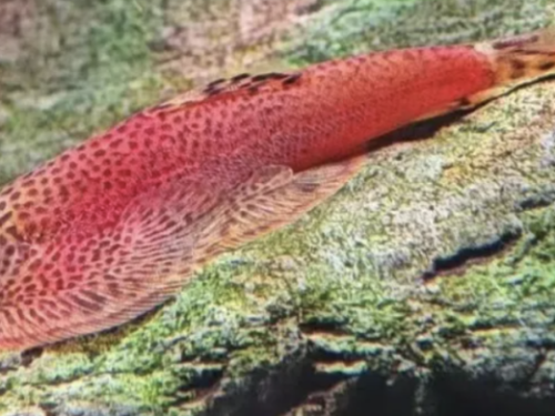 Beaufortia Kweichowensis Red/Diecai District, Guilin A+/S Grade