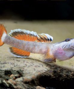 Rhinogobius Cf. Zhoui Fire Wings/New Red Complex