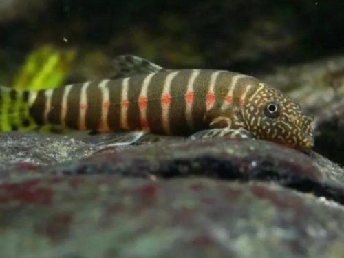 Erromyzon Compactus Type 1/Red Spots