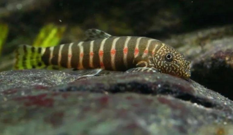 Erromyzon Compactus Type 1/Red Spots