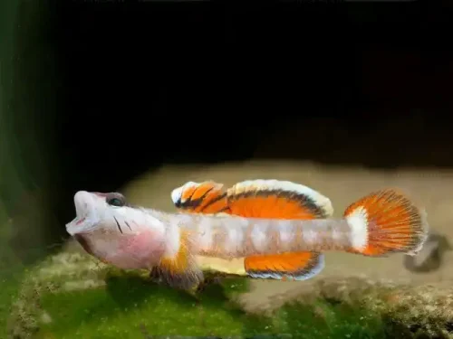 Rhinogobius Cf. Zhoui Fire Wings/New Red Complex