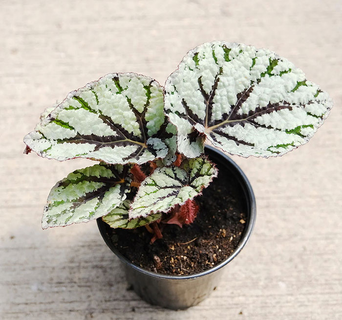 Begonia-rex-Fedorsm
