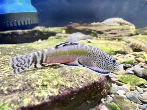 Pink Pearl-Fin Hillstream Loach