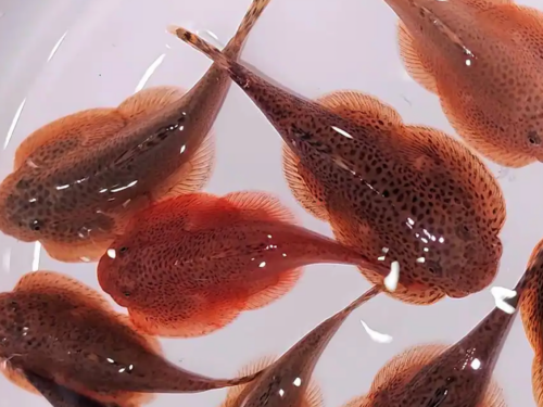 Guizhou Butterfly Hillstream Loach