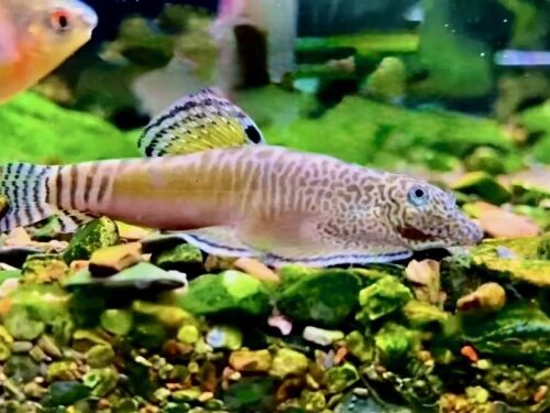 Baise King’s Hillstream Loach