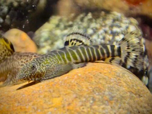 Baise Jade Hillstream Loach