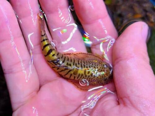 Golden Tiger Hillstream Loach