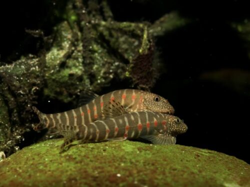 Red-Spotted Stout Hillstream Loach