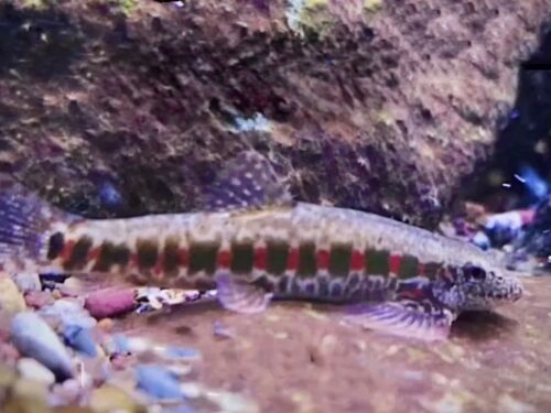 Jade-Belted Casino Hillstream Loach