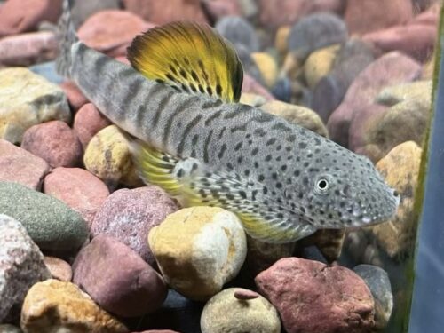 Guangdong Yellow-Finned Hillstream Loach