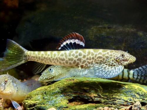 Chen’s Hillstream Loach
