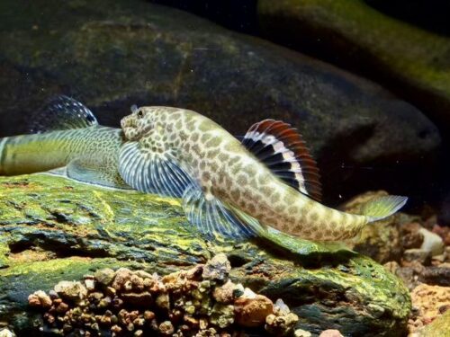 Chen’s Hillstream Loach