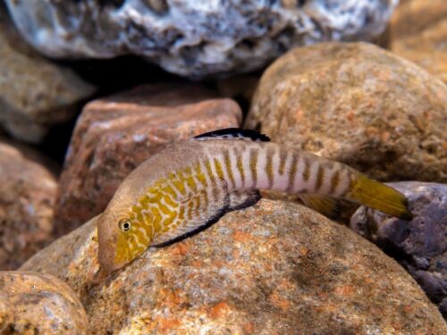 Ou River Chinese Zebra Hillstream Loach