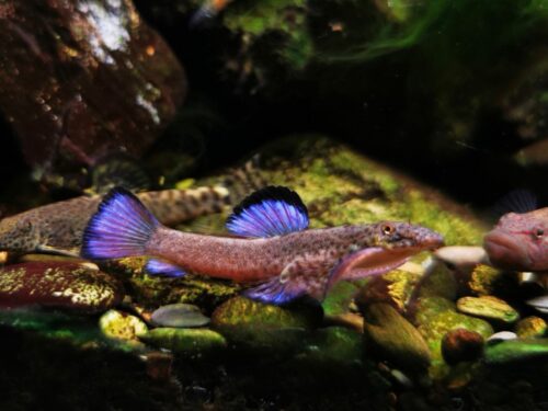 Violet-Finned Rainbow Hillstream Loach