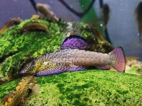 Purple-Finned Rainbow Hillstream Loach