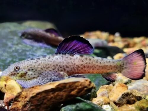 Plum-Finned Rainbow Hillstream Loach