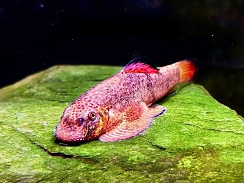 Pink-Finned Rainbow Hillstream Loach