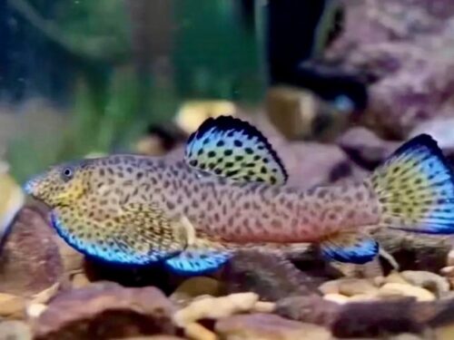 Aqua-Finned Rainbow Hillstream Loach
