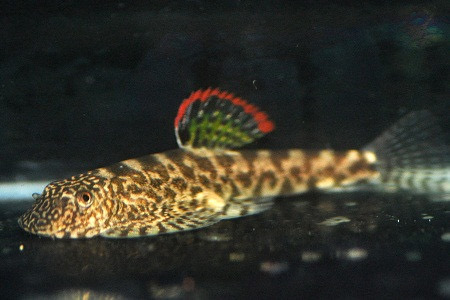 Myers’ Hillstream Loach