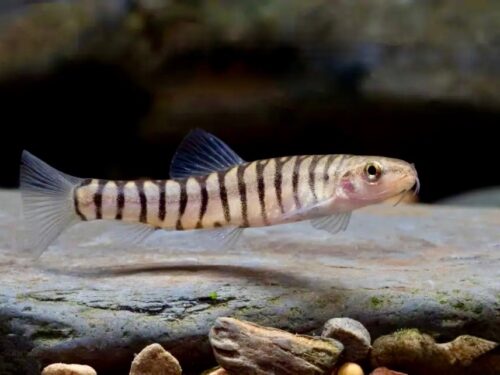 Ink-Lined Fairy Loach