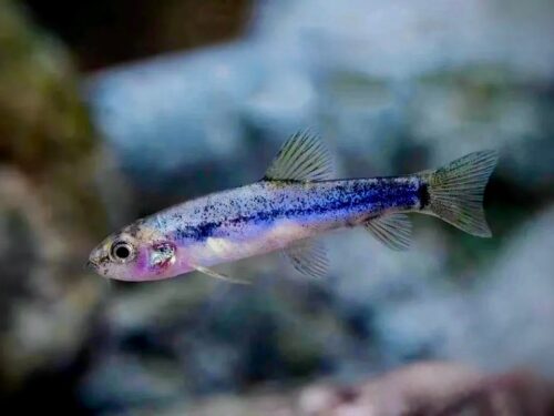 Sapphire Fairy Loach