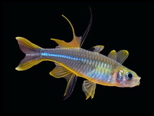 Maros Sailfin Rainbowfish