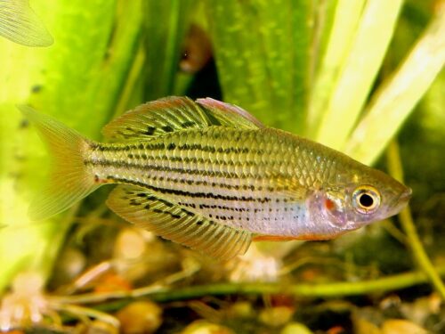Boggy Creek Rainbowfish