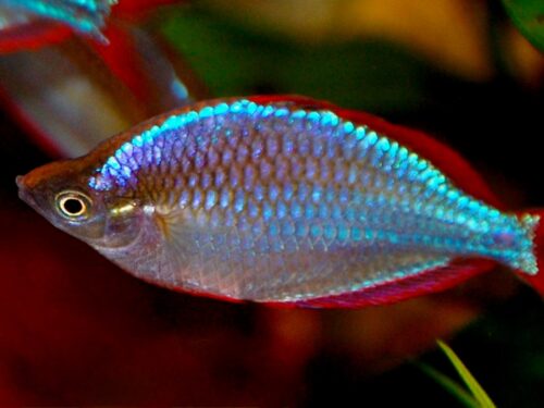 Pagai Neon Rainbowfish